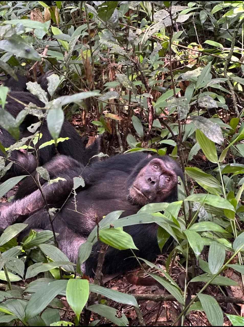Gorillas & chimpanzees