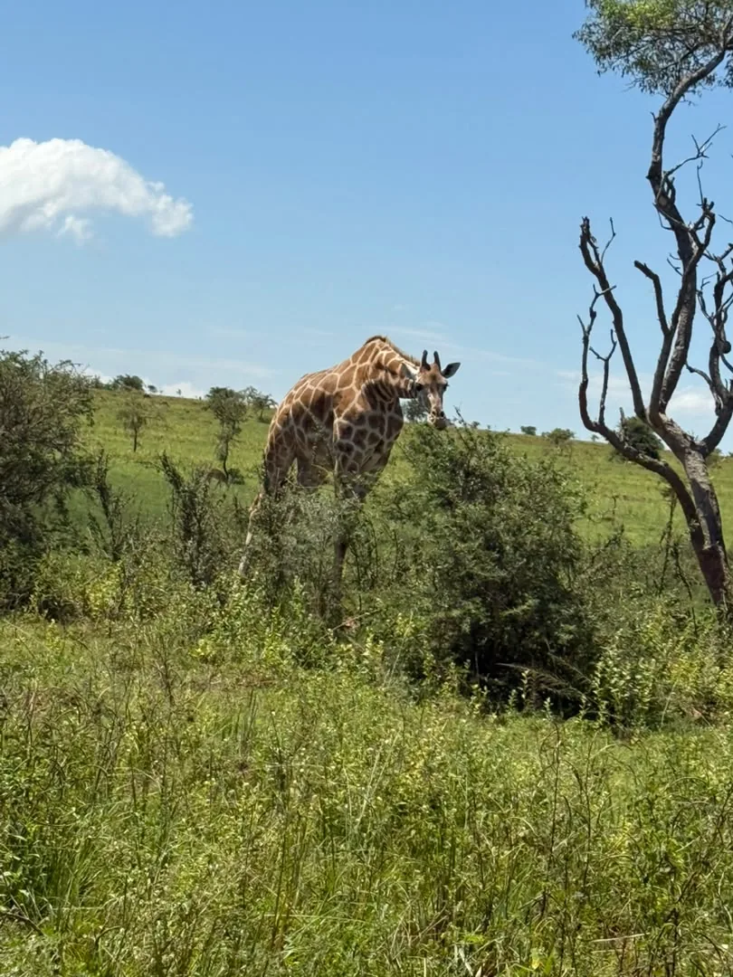 A giraffe standing among green shrubs in the savannah