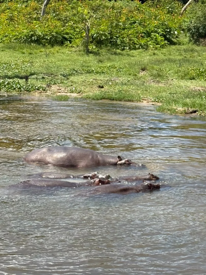 A family of hippos