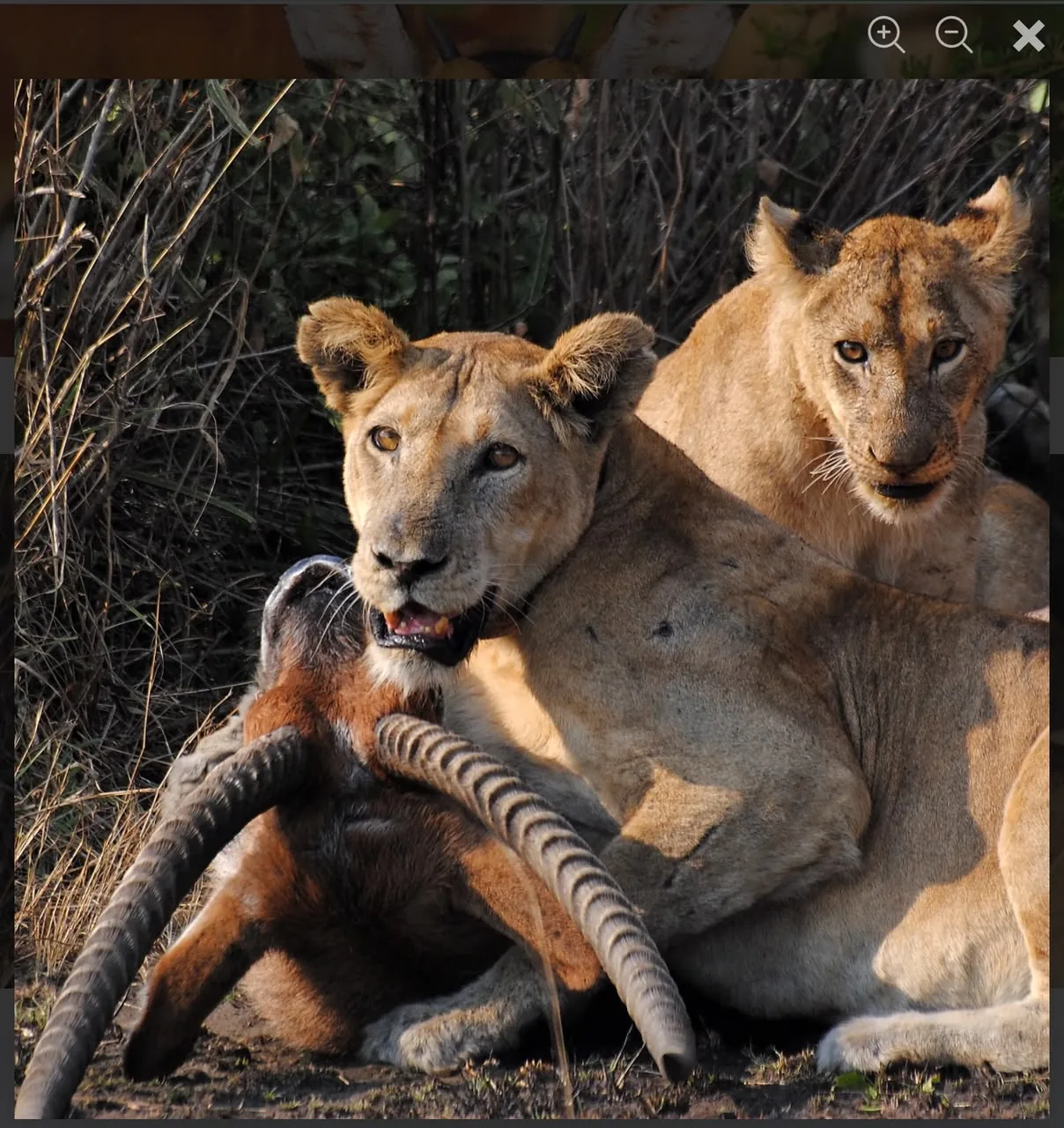 Wildlife on the savannah