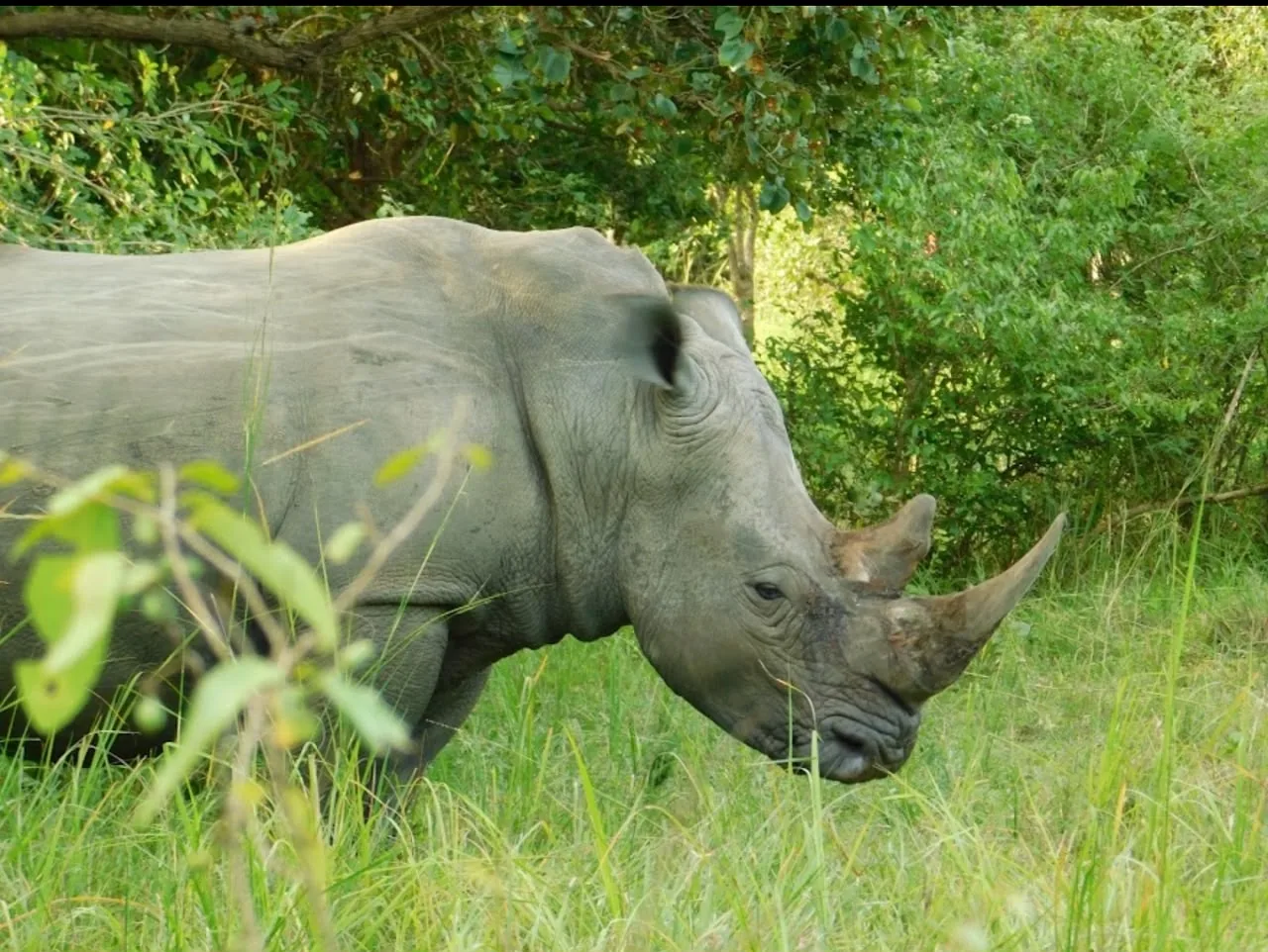Remarkable wildlife